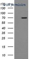 OriGene TA501561S image 1