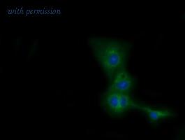 OriGene TA501609S image 1