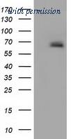 OriGene TA501789BM image 1