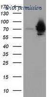 OriGene TA501839S image 1