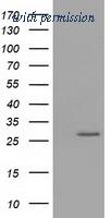 OriGene TA501974S image 1