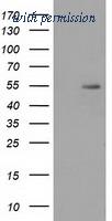 OriGene TA502041S image 1