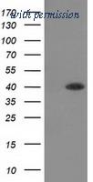 OriGene TA502105S image 1