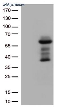 OriGene TA502106S image 1