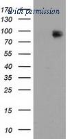 OriGene TA502148S image 1