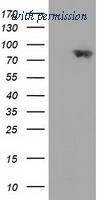 OriGene TA502149S image 1