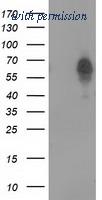 OriGene TA502154S image 1