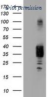 OriGene TA502160BM image 1