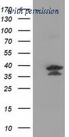 OriGene TA502161S image 1