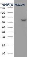 OriGene TA502164S image 1