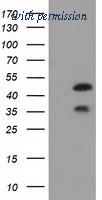 OriGene TA502165S image 1