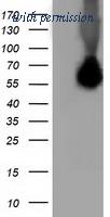 OriGene TA502174S image 1