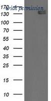 OriGene TA502222S image 1