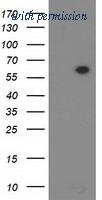 OriGene TA502223S image 1