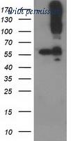 OriGene TA502228S image 1