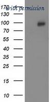 OriGene TA502230S image 1