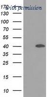OriGene TA502244S image 1