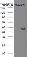 OriGene TA502262S image 1