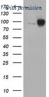 OriGene TA502303S image 1