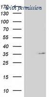 OriGene TA502330S image 1