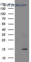 OriGene TA502374S image 1