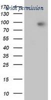 OriGene TA502407BM image 1