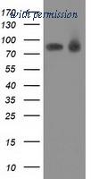 OriGene TA502417S image 1