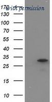 OriGene TA502429S image 1