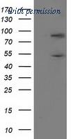OriGene TA502457S image 1