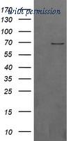 OriGene TA502463S image 1