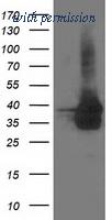 OriGene TA502483S image 1