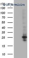 OriGene TA502548S image 1