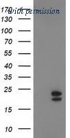 OriGene TA502567S image 1