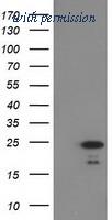 OriGene TA502621S image 1