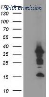 OriGene TA502711S image 1