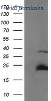 OriGene TA502730S image 1