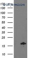 OriGene TA502761S image 1