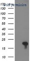 OriGene TA502774S image 1