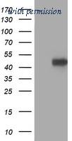 OriGene TA502794S image 1
