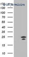 OriGene TA502816S image 1