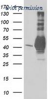 OriGene TA502860S image 1