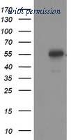 OriGene TA502869S image 1