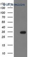 OriGene TA502885S image 1