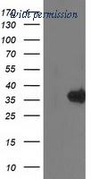 OriGene TA502886S image 1