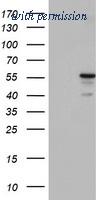 OriGene TA503034S image 1