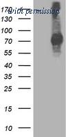 OriGene TA503041S image 1