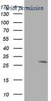 OriGene TA503042S image 1