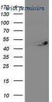 OriGene TA503044S image 1