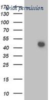 OriGene TA503045S image 1
