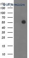 OriGene TA503048S image 1